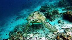 Just chilling @ Kapalai Island, Malaysia 
 by Daniel Douglas 